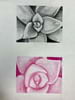 Drawing of two flowers, one grayscale, one pink